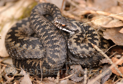 BB 08 0057 / Vipera berus / Hoggorm